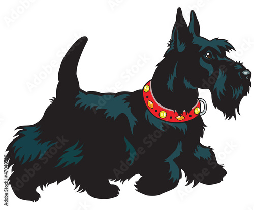 scottish terrier