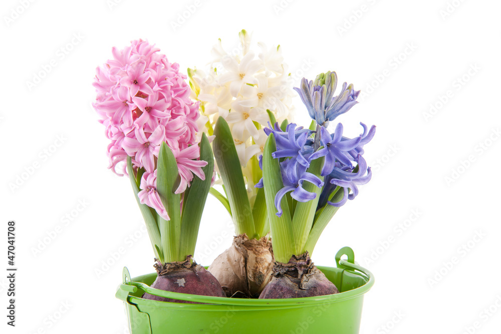 Pink blue and white hyacinths in green bucket Pink blue and white hyacinths in green bucket
