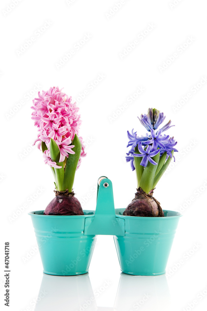 Pink and blue Hyacinth Pink and blue Hyacinth