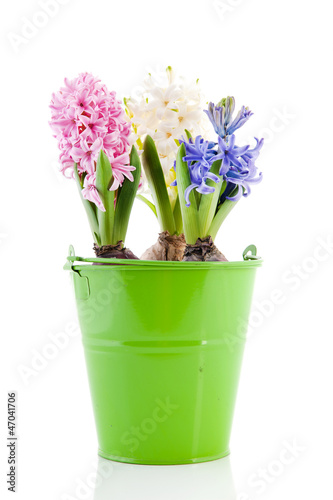 Pink blue and white Hyacinths in green bucket
