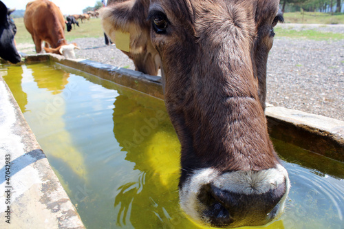 cow drinking water