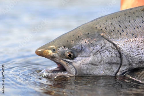 king Salmon caught while fishing