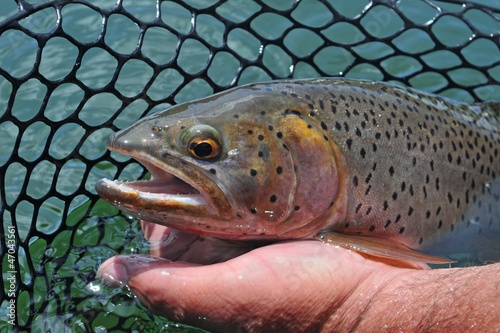 Cutthroat trout in fisherman's net