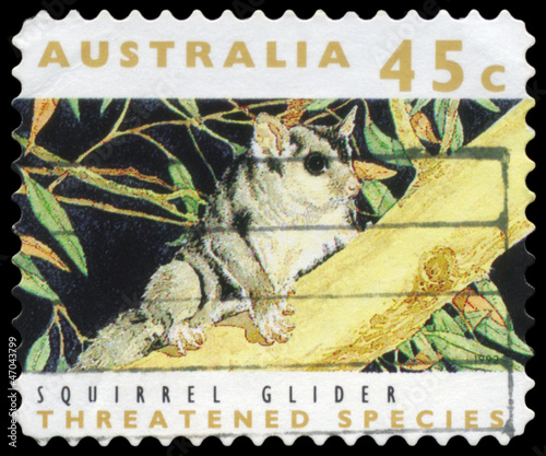 AUSTRALIA - CIRCA 1992 Squirrel Glider