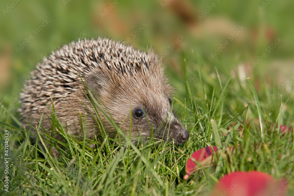 Igel im Herbst Igel im Herbst