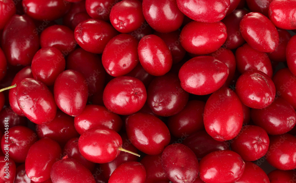 fresh cornel berries close-up fresh cornel berries close-up