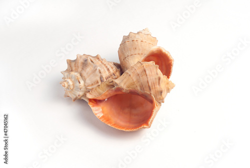 Sea shell isolated on white 2