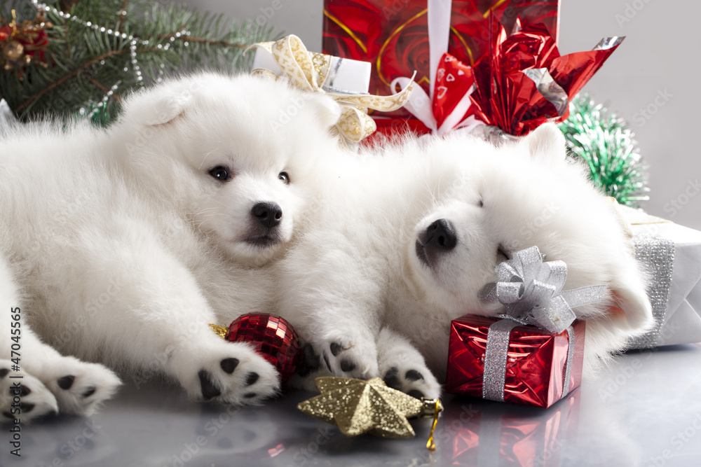 Japanese white spitz and New Year gift
