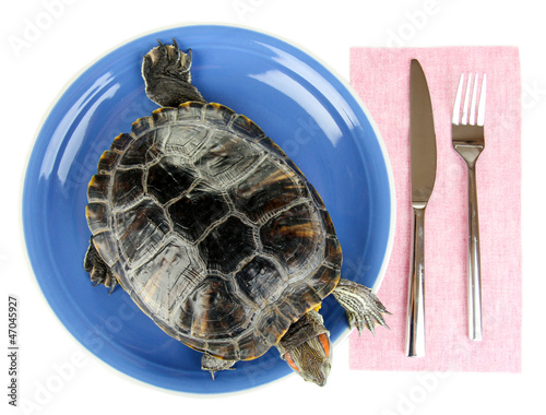 red ear turtle on plate isolated on white photo