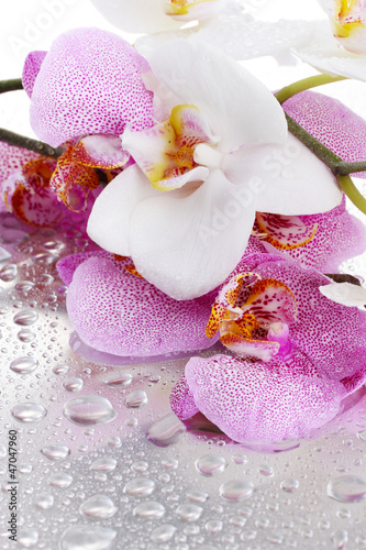Canvas Print pink and white beautiful orchids with drops
