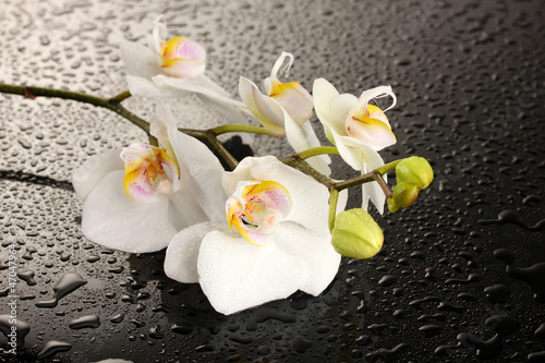 Fototapeta Naklejka Na Ścianę i Meble -  white beautiful orchid with drops on grey background