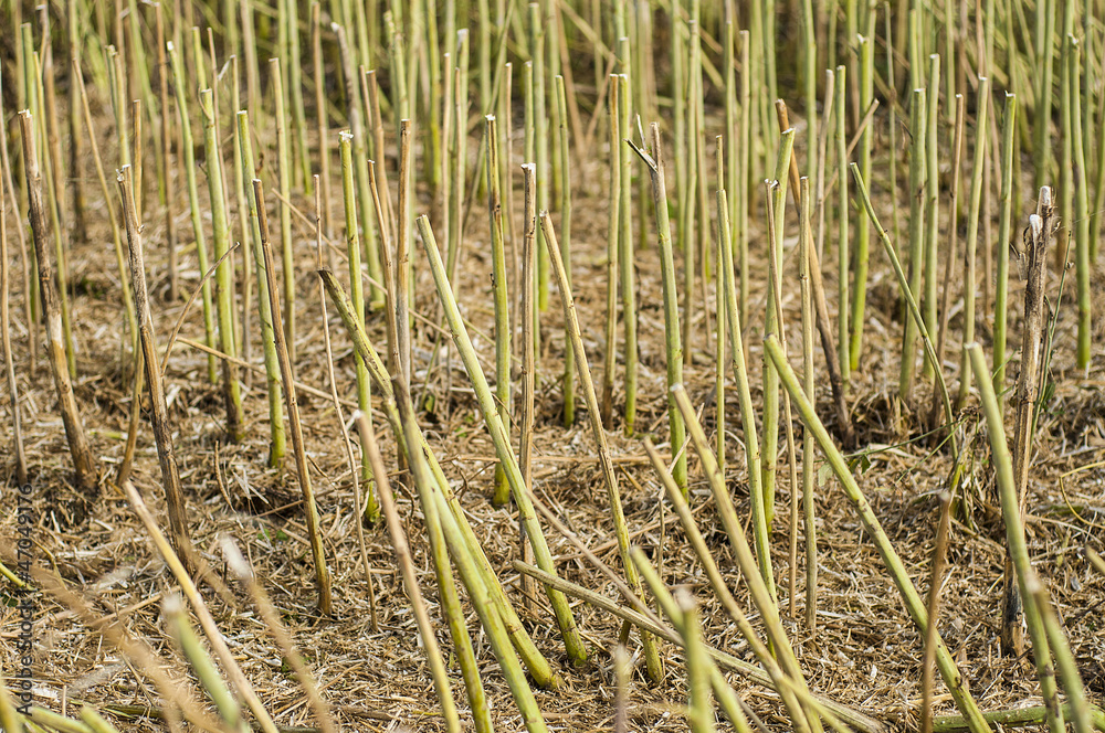 Obraz premium Stubble