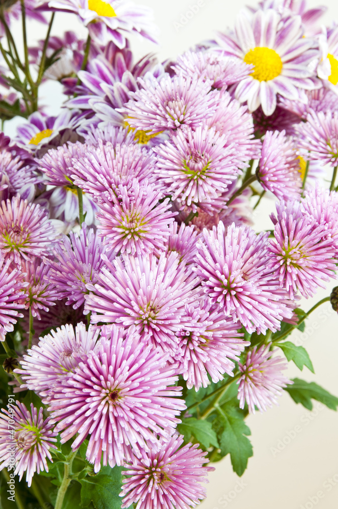Obraz premium 菊の花