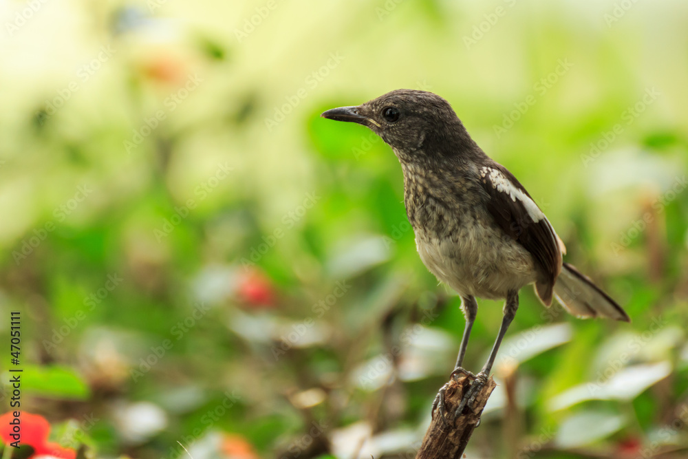 Bird in the garden Bird in the garden