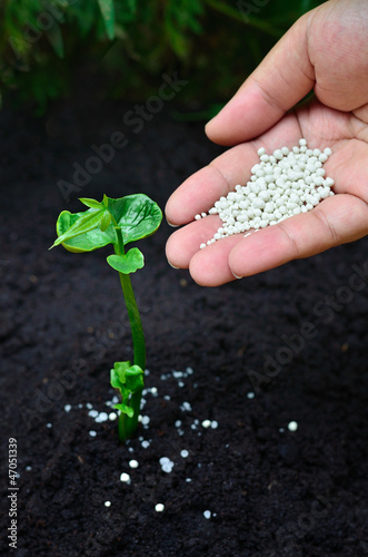 Close up of fertilizing a young plant photo