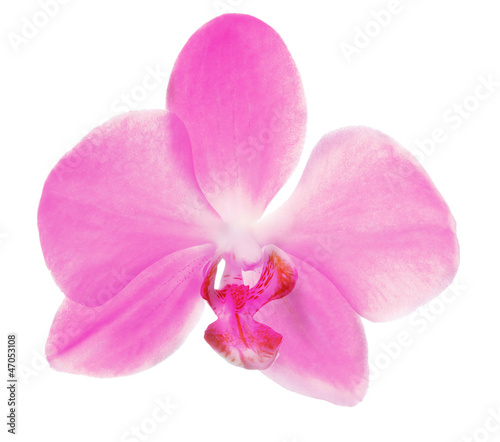 single pink orchid flower on white