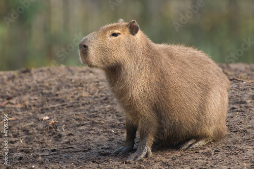 Capybara (Hydrochoerus hydrochaeris) resting