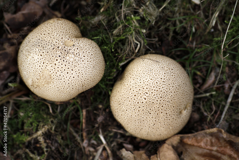 Kartoffelbovist Kartoffelbovist