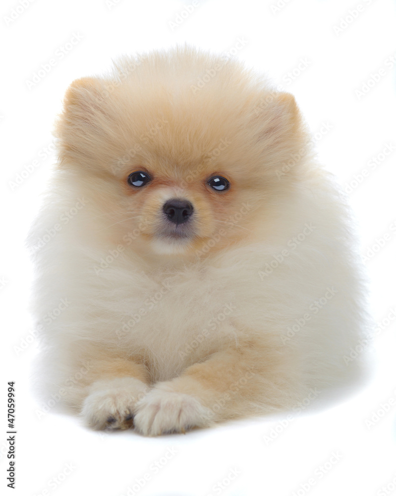 Portrait of laying puppy of pomeranian spitz Portrait of laying puppy of pomeranian spitz