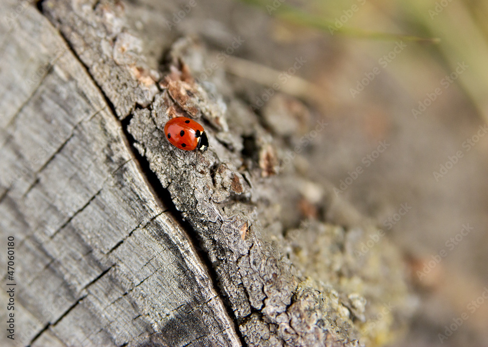 Ladybird crawling to somewhere Ladybird crawling to somewhere