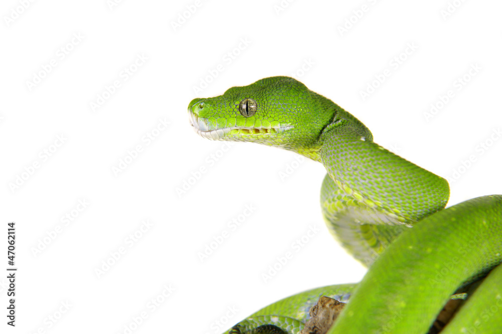 Fototapeta premium Python, Baumpython,Morelia viridis