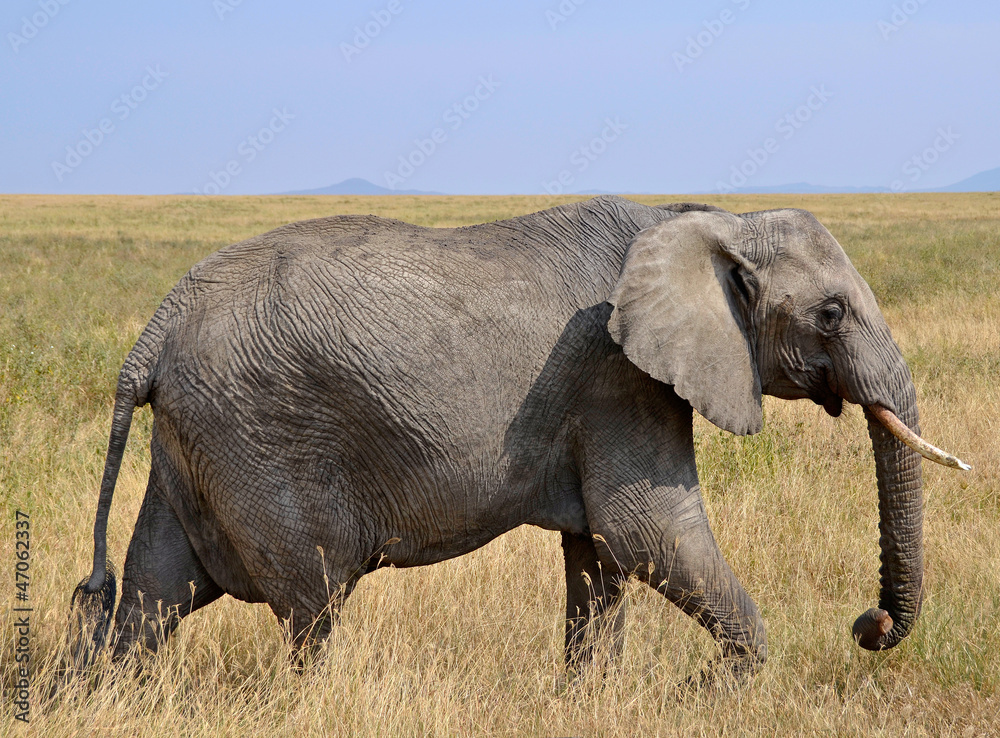 Female Elephant Walking in Dry Grass