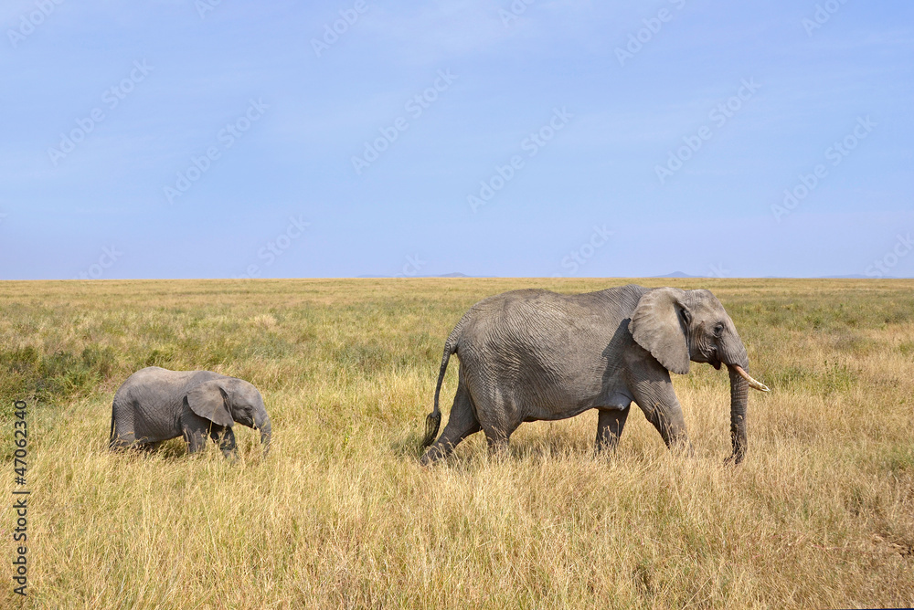 Fototapeta premium Baby Elephant with Mother Walking on Safari