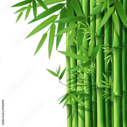 Fototapeta Naklejka Na Ścianę i Meble -  Bamboo, vector illustration