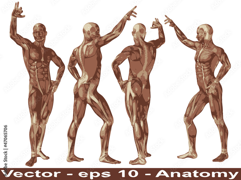 Vector conceptual human anatomy body with muscle Vector conceptual human anatomy body with muscle