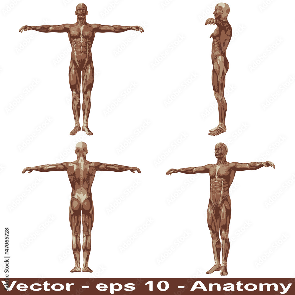 Vector conceptual human anatomy body with muscle Vector conceptual human anatomy body with muscle