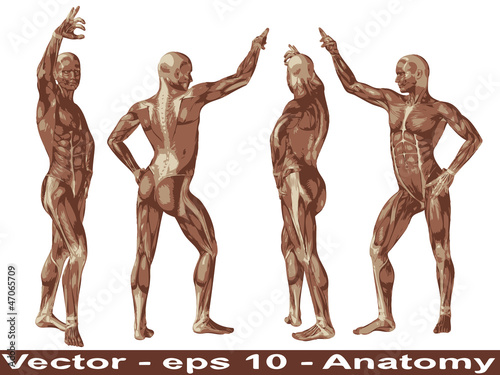 Vector conceptual human anatomy body with muscle