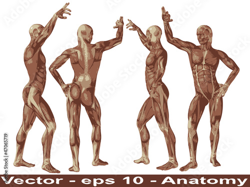 Vector conceptual human anatomy body with muscle