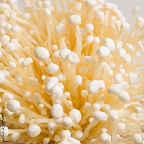 enoki mushroom