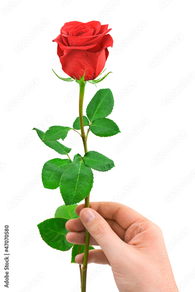 Red rose in hand Stock Photo | Adobe Stock