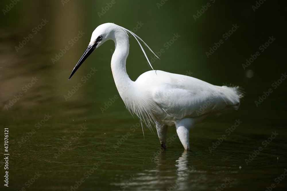 Egretta Garzetta Egretta Garzetta