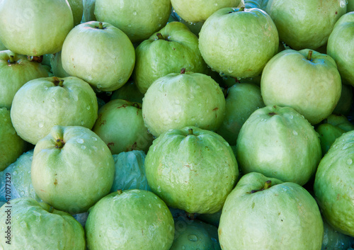 Many fresh green guava in Thailand