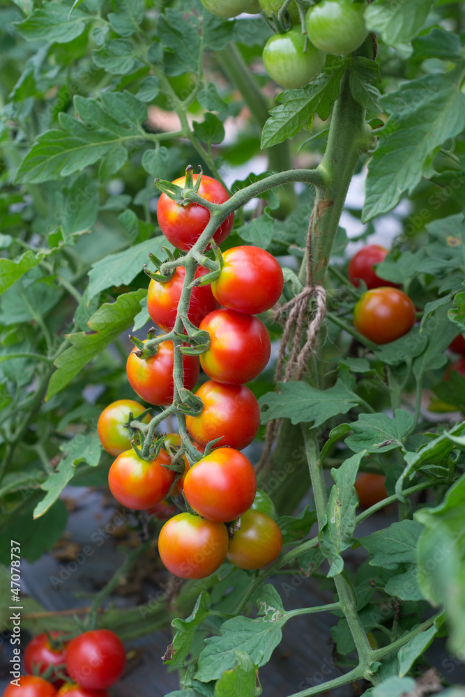 tomatoes hanging on tree