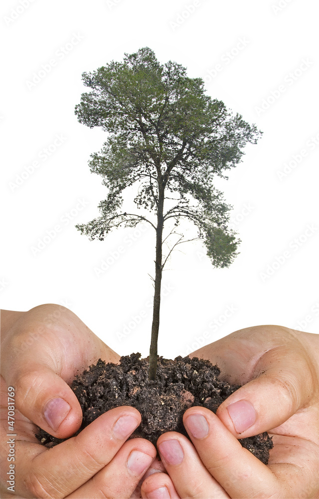 tree in hands tree in hands