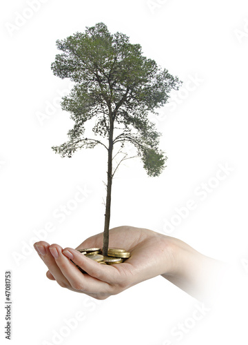 tree growng from pile of coins