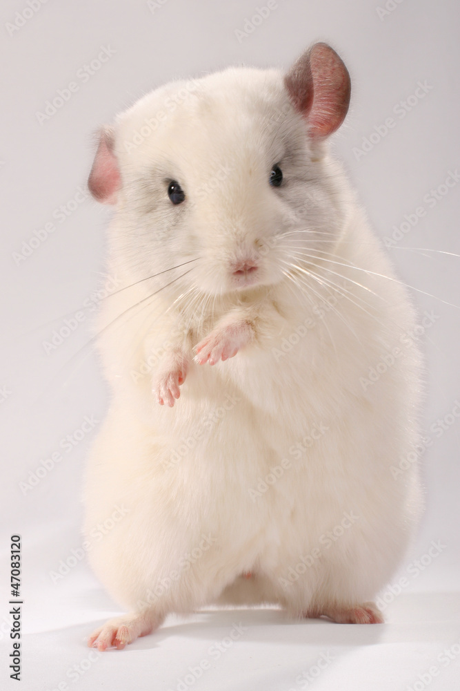 Dancing white chinchilla Dancing white chinchilla