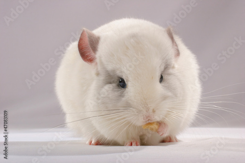 Chinchilla