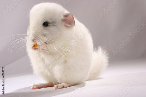 White chinchilla eats