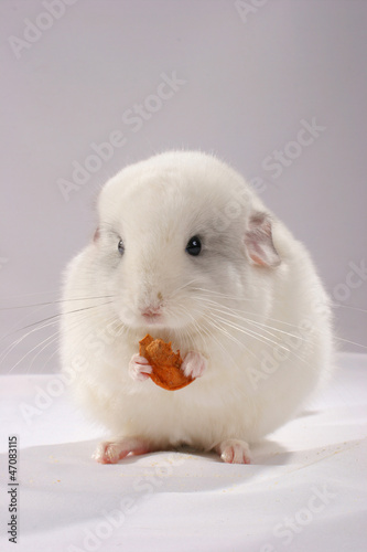 Chinchilla
