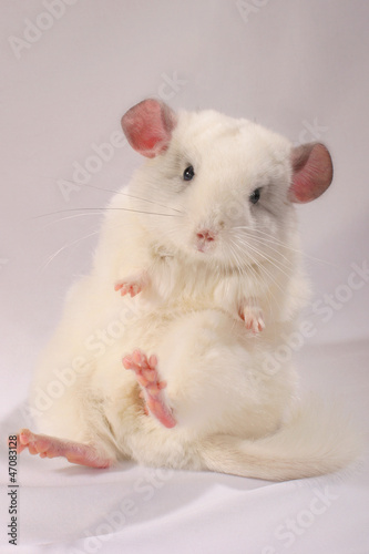 White chinchilla reaches for you