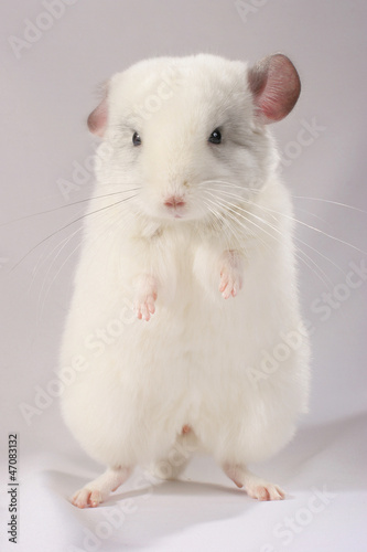 Chinchilla