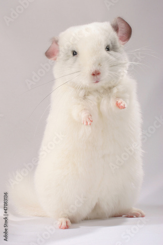 Chinchilla