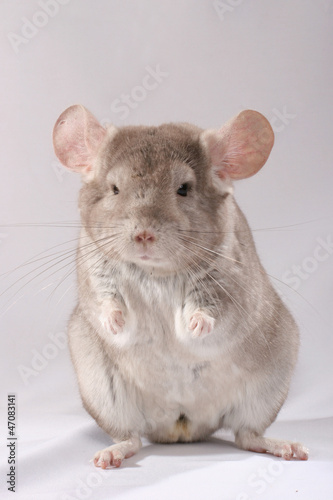 Chinchilla