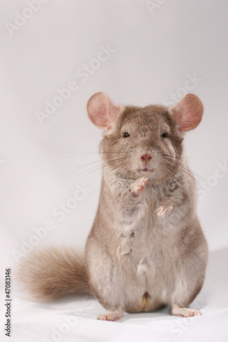 Guru chinchilla