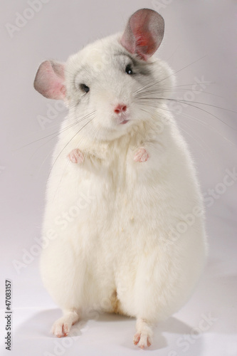Chinchilla-Geisha