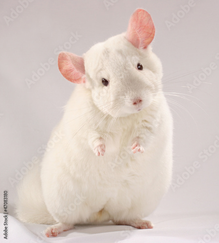 Chinchilla